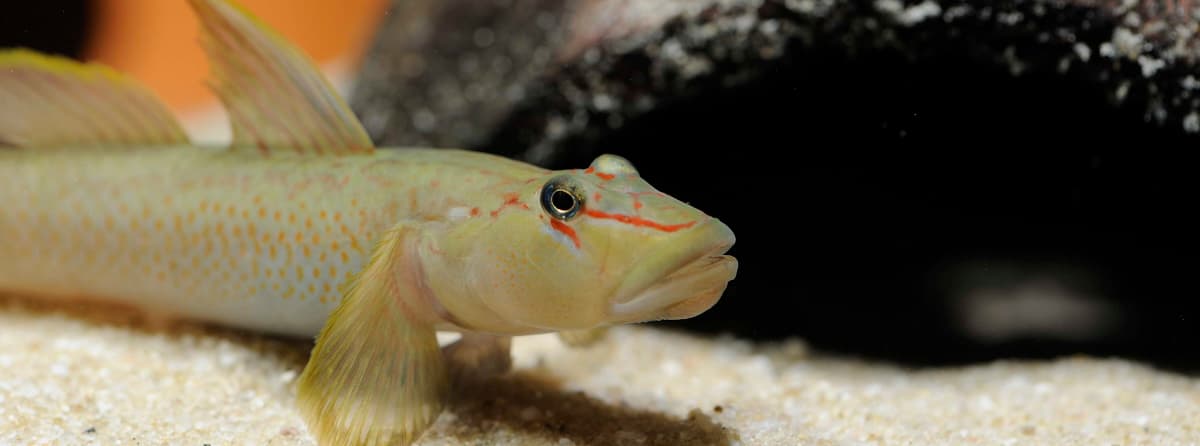 Rhinogobius
