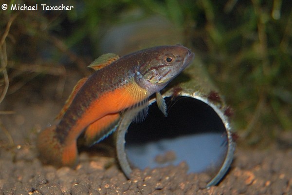 Allomogurnda nesolepis, Weibchen in Laichbereitschaft