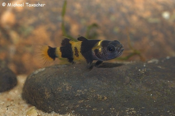 Brachygobius doriae