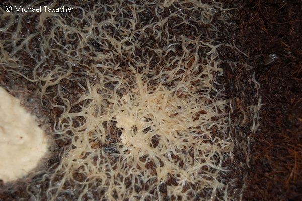 Enchyträen an der Futterstelle