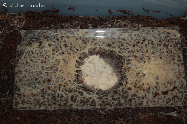 Enchyträen unter Glasscheibe