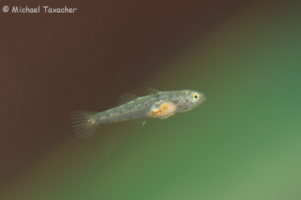 Bei einer Länge von 6-7 mm erfolgt langsam die Umwandlung von der Larve zur Grundel