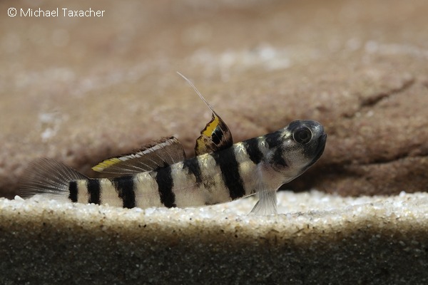 Mugilogobius tigrinus