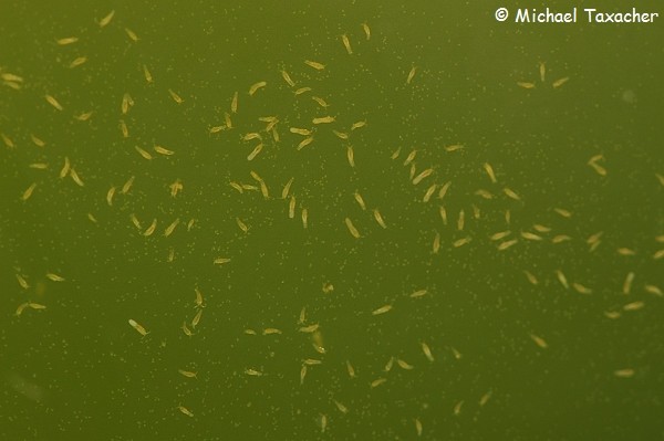 Einblick in eine Kultur von Nitokra lacustris