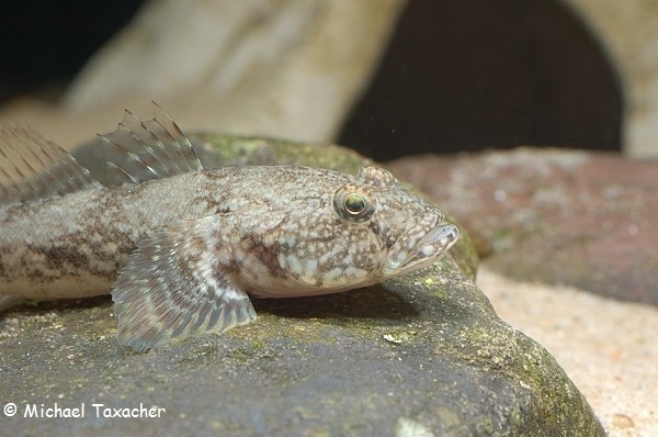 Ponticola kessleri (Kessler-Grundel)