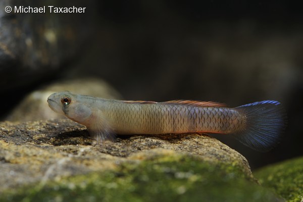 Sicyopus zosterophorus, Männchen