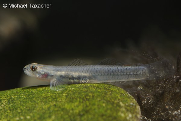 Sicyopus zosterophorus, Weibchen